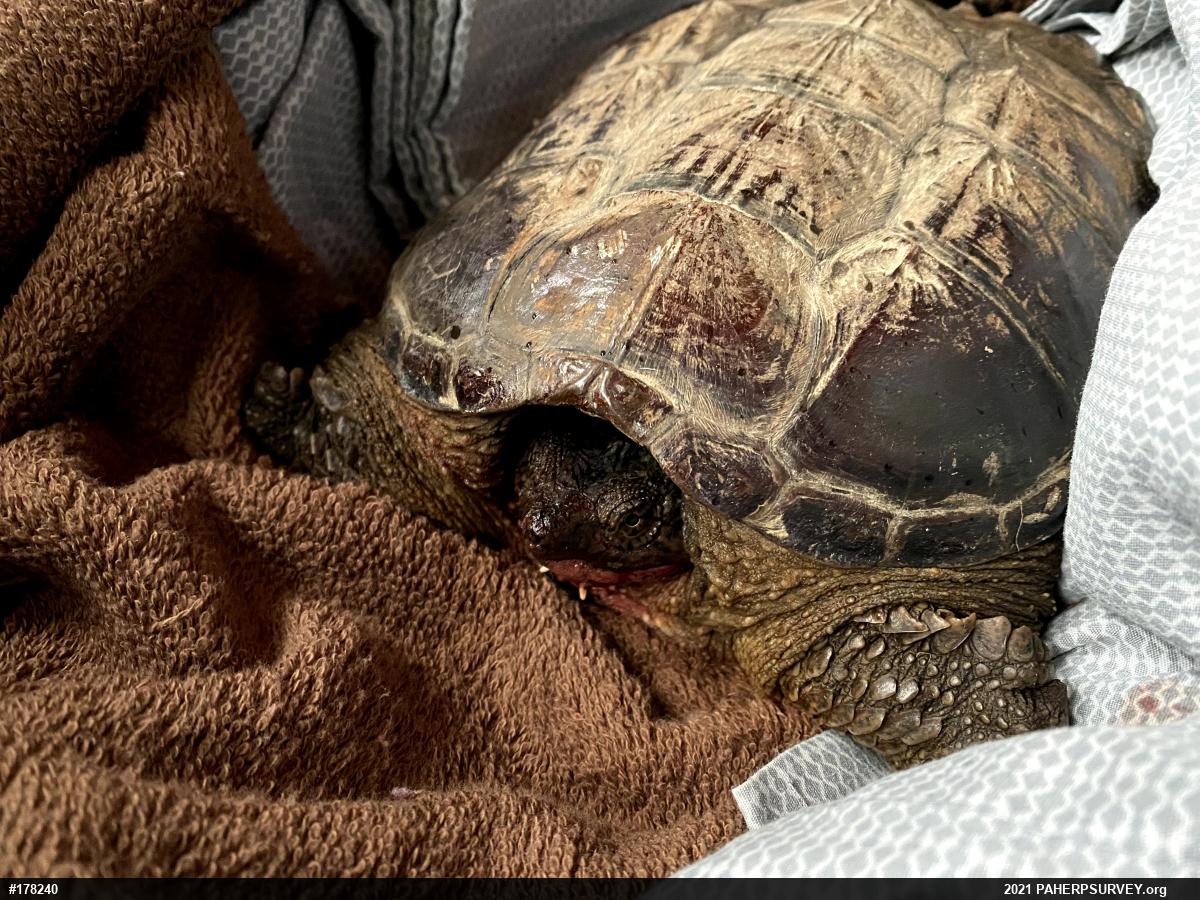 Snapping Turtle