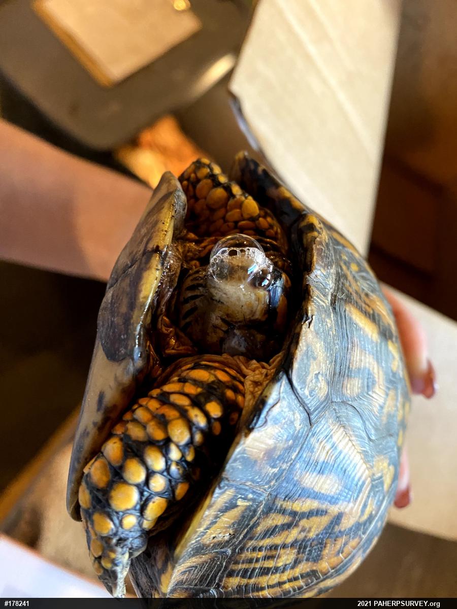 Eastern Box Turtle