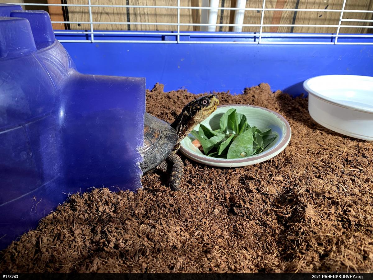 Eastern Box Turtle