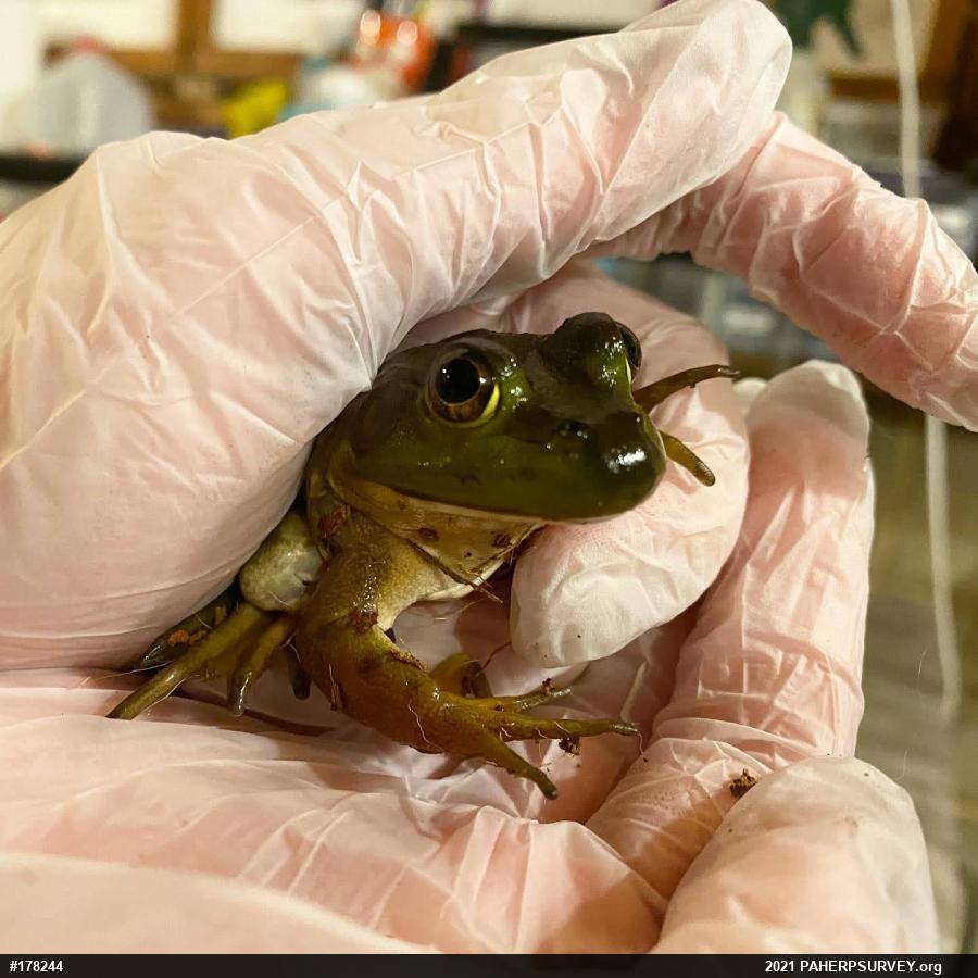 American Bullfrog