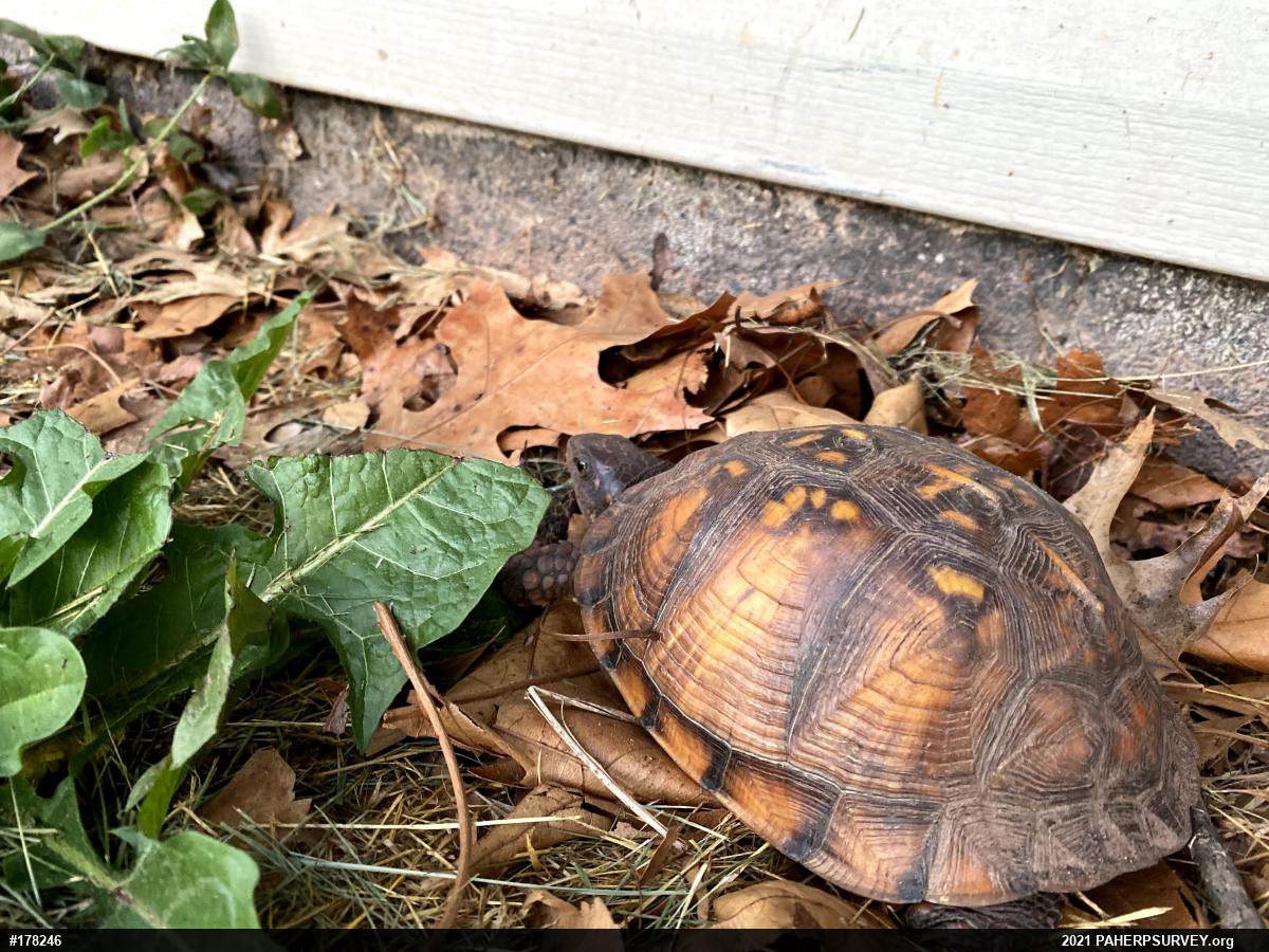 Eastern Box Turtle