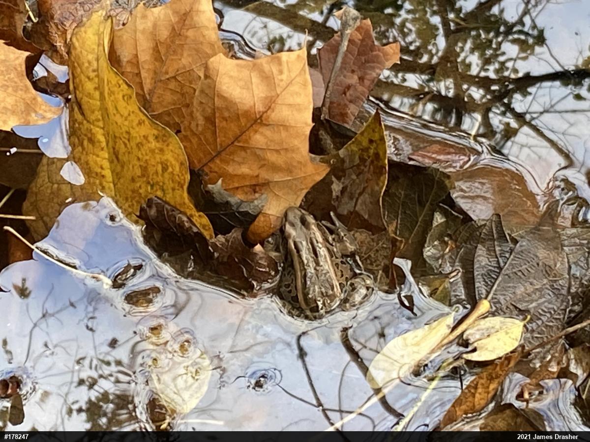 Pickerel Frog