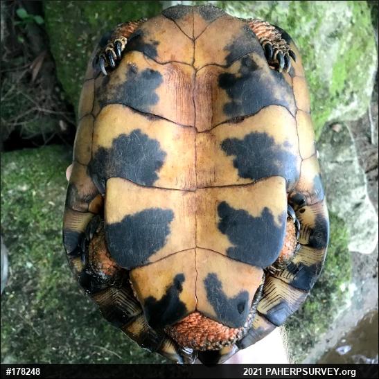 Wood Turtle