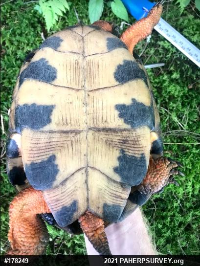 Wood Turtle