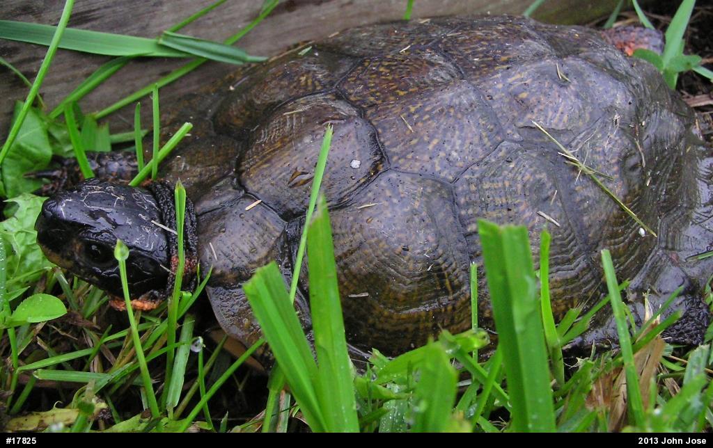 Wood Turtle