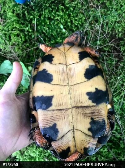 Wood Turtle