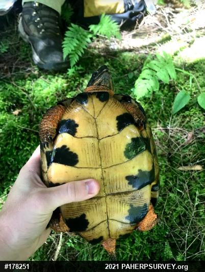Wood Turtle