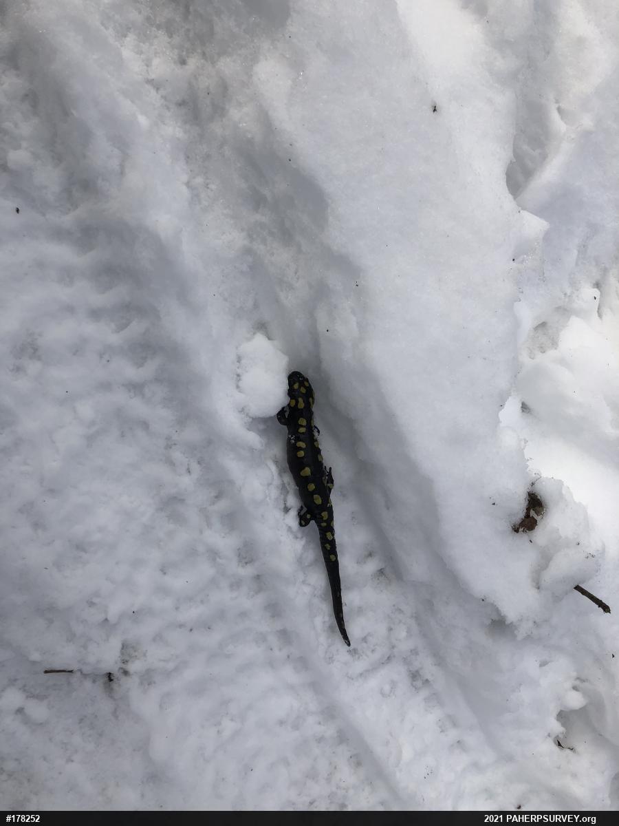 Spotted Salamander