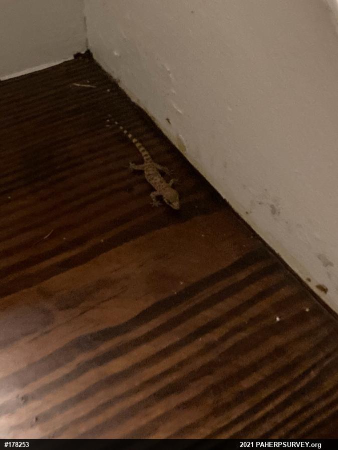 Mediterranean House Geckos