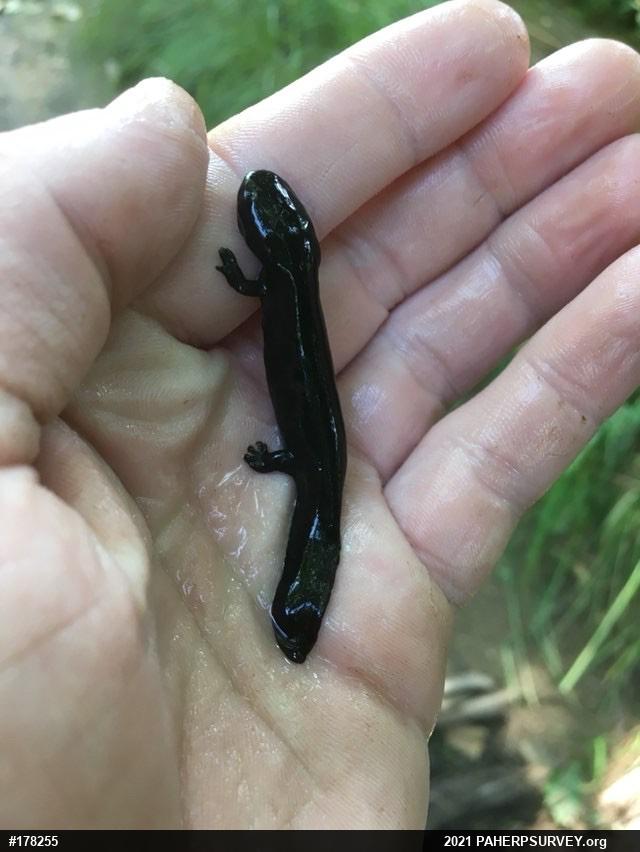 Eastern Hellbender