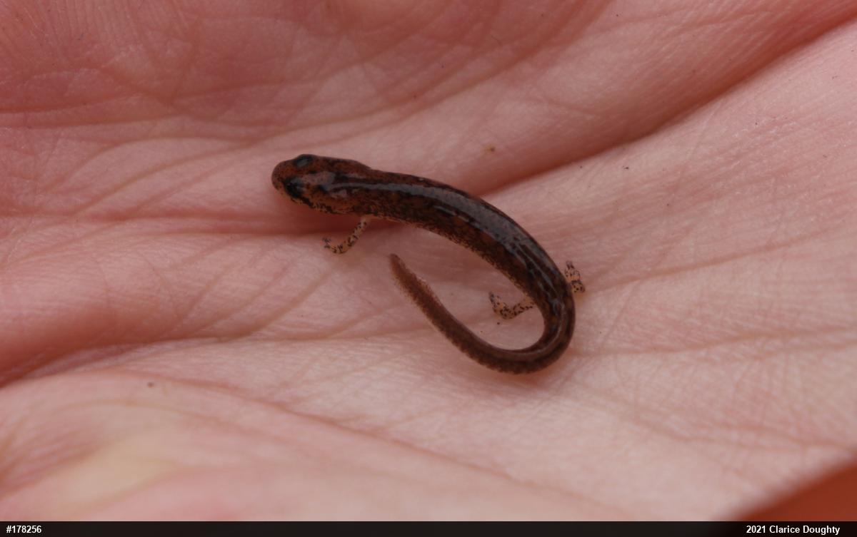 Northern Two-lined Salamander