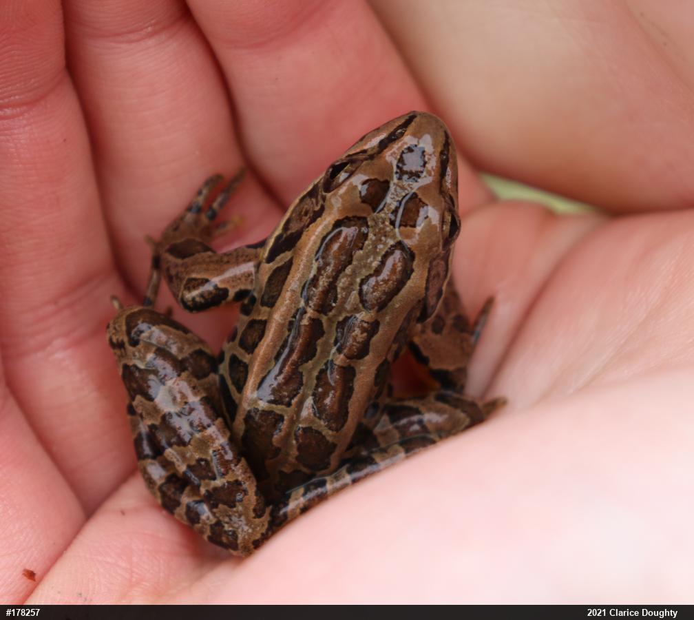 Pickerel Frog