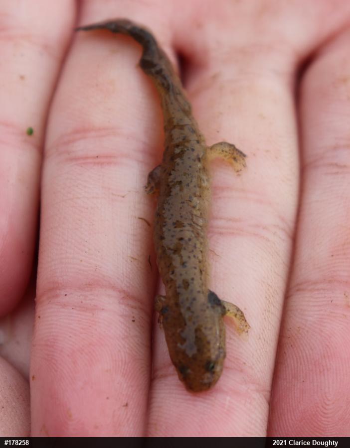 Northern Red Salamander