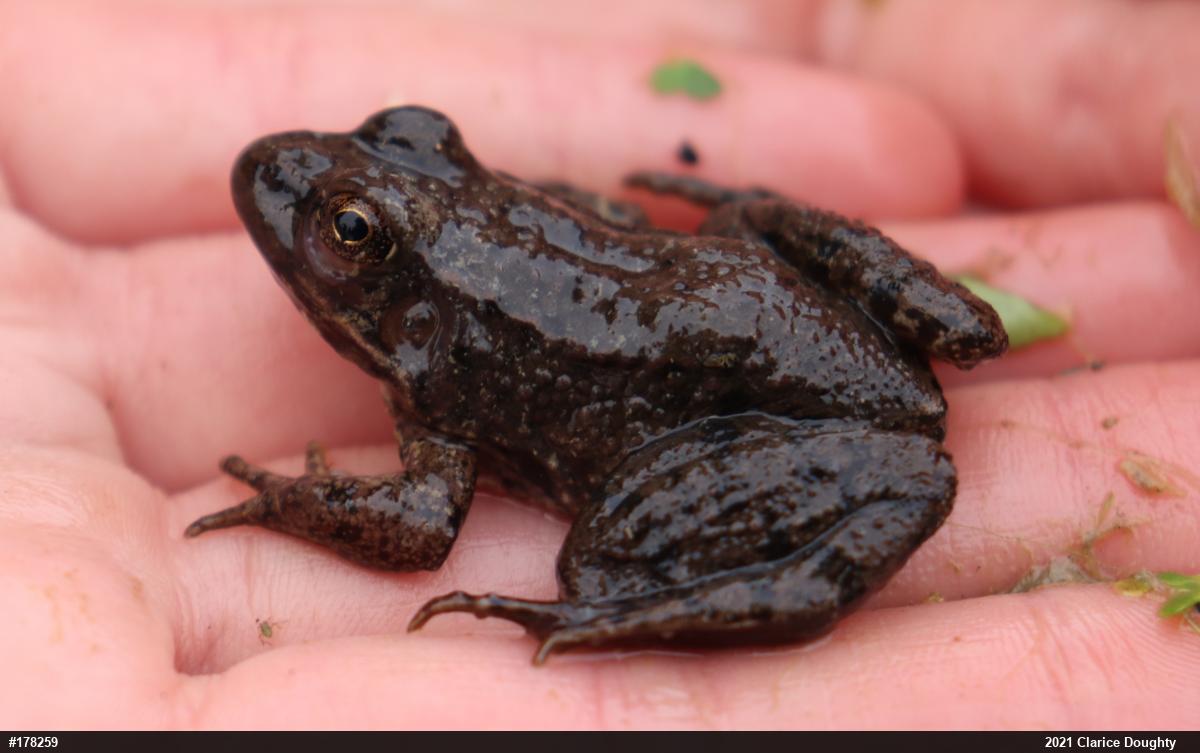 Green Frog