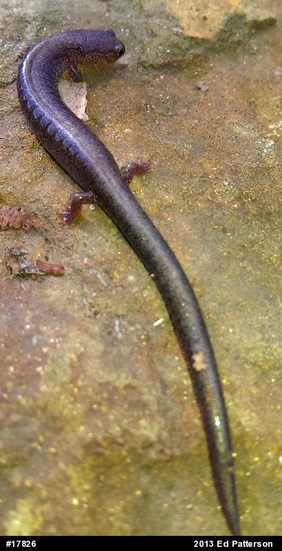 Valley And Ridge Salamander