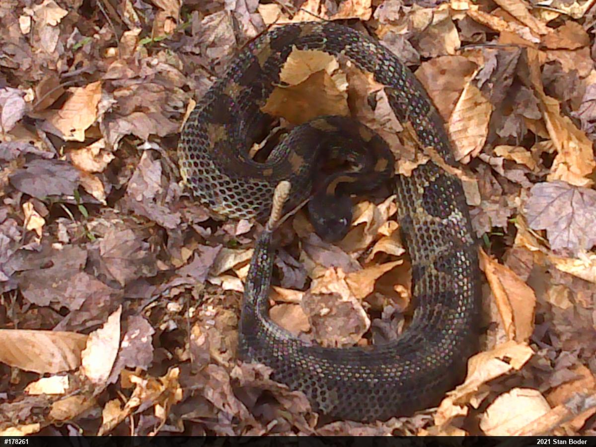 Timber Rattlesnake