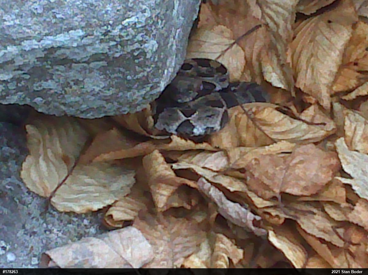 Timber Rattlesnake