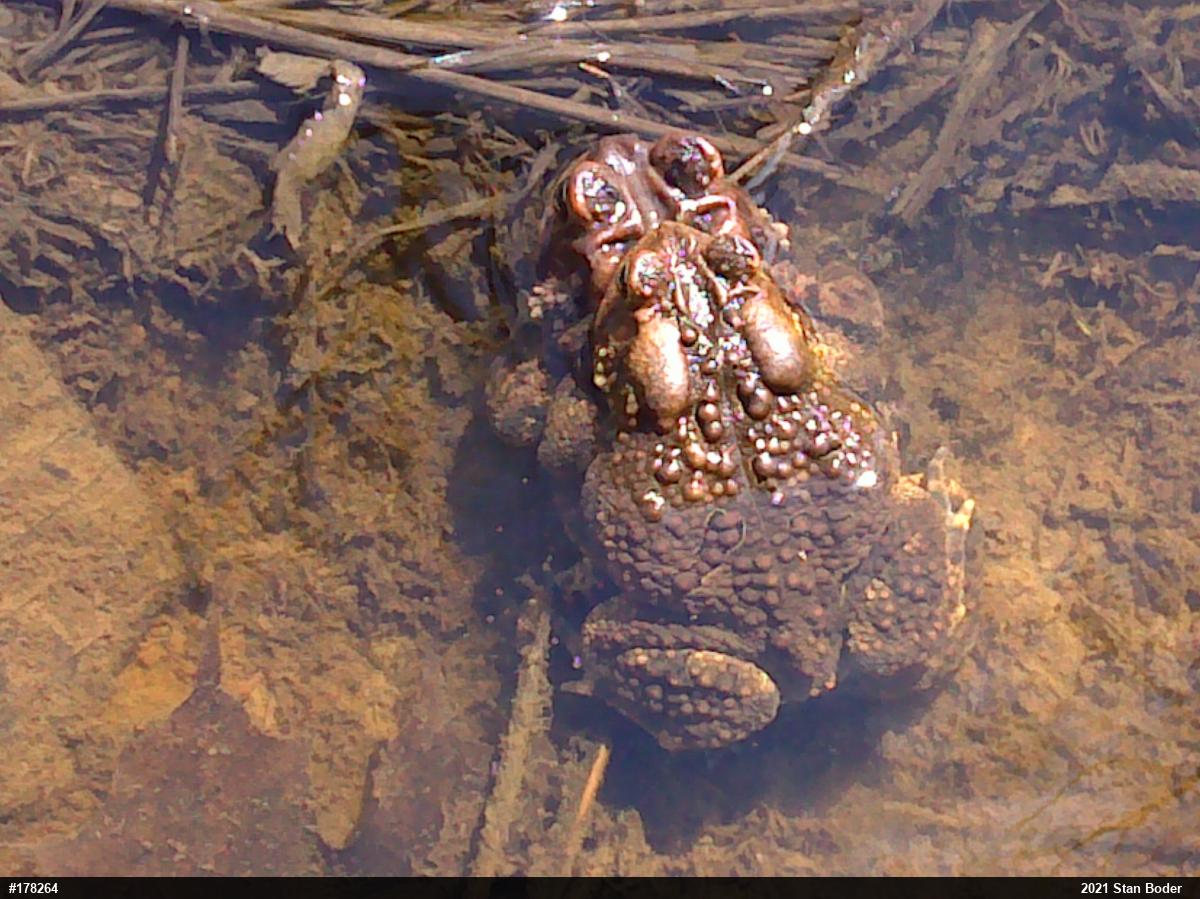 Eastern American Toad