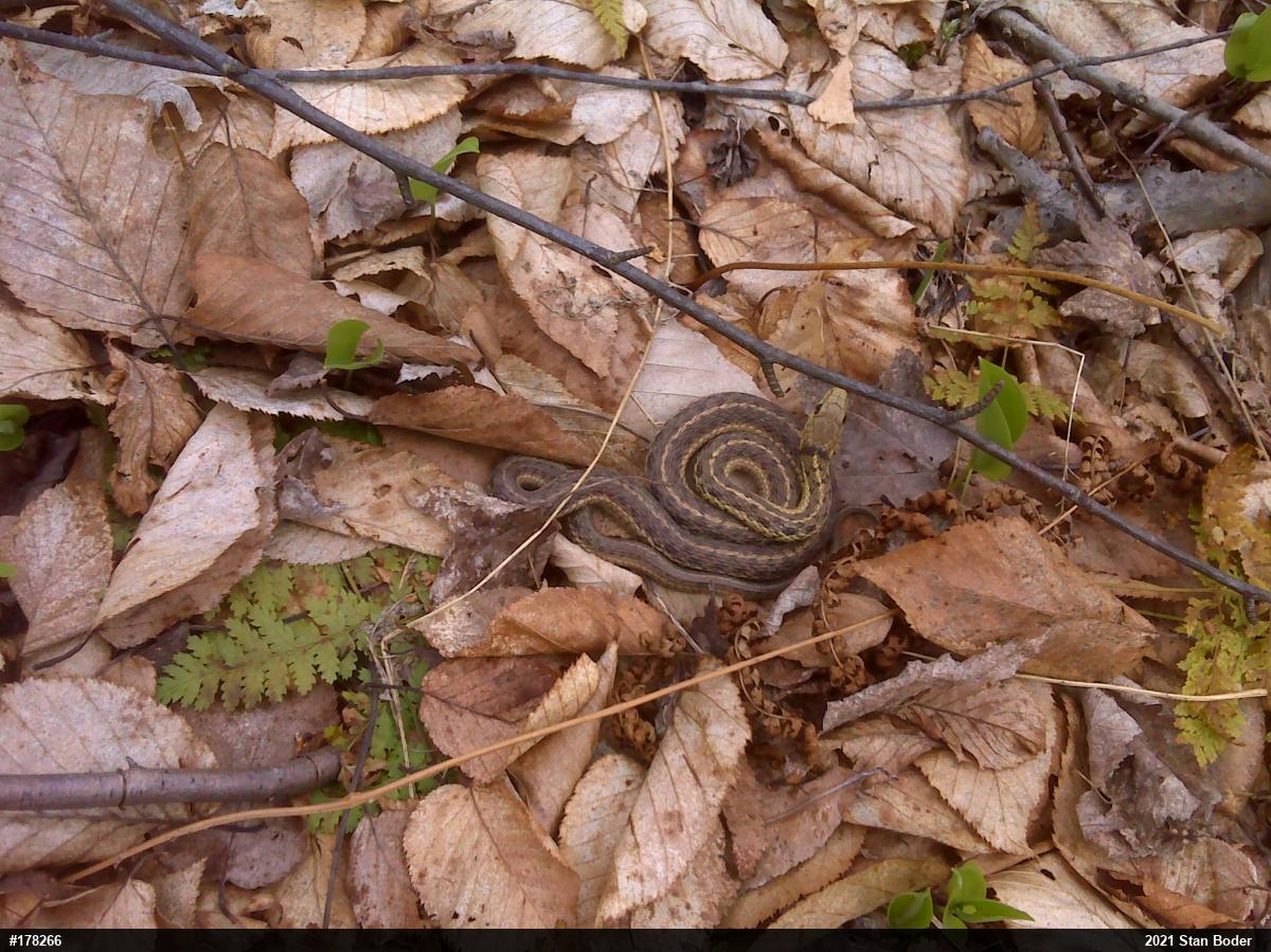 Eastern Gartersnake
