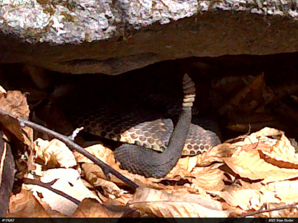 Timber Rattlesnake