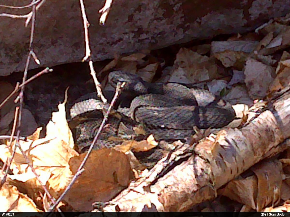 Timber Rattlesnake