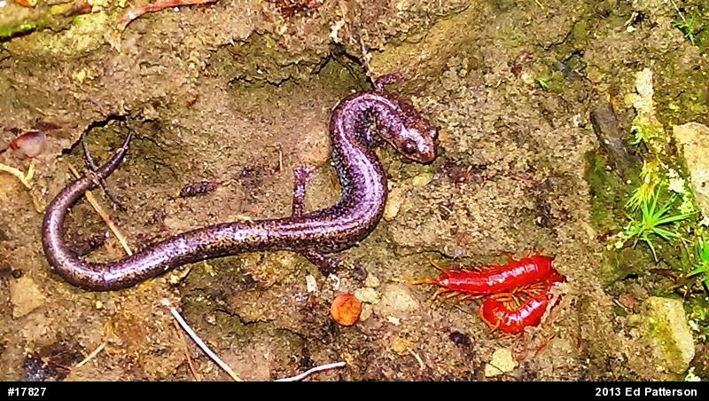 Valley And Ridge Salamander