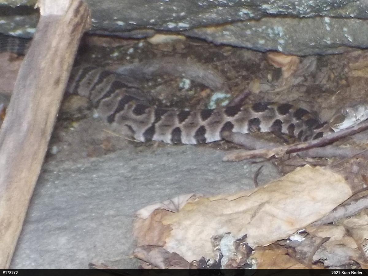 Timber Rattlesnake