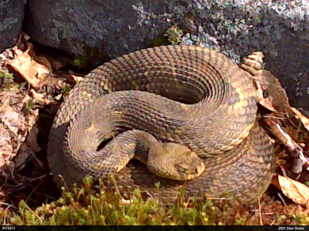 Timber Rattlesnake
