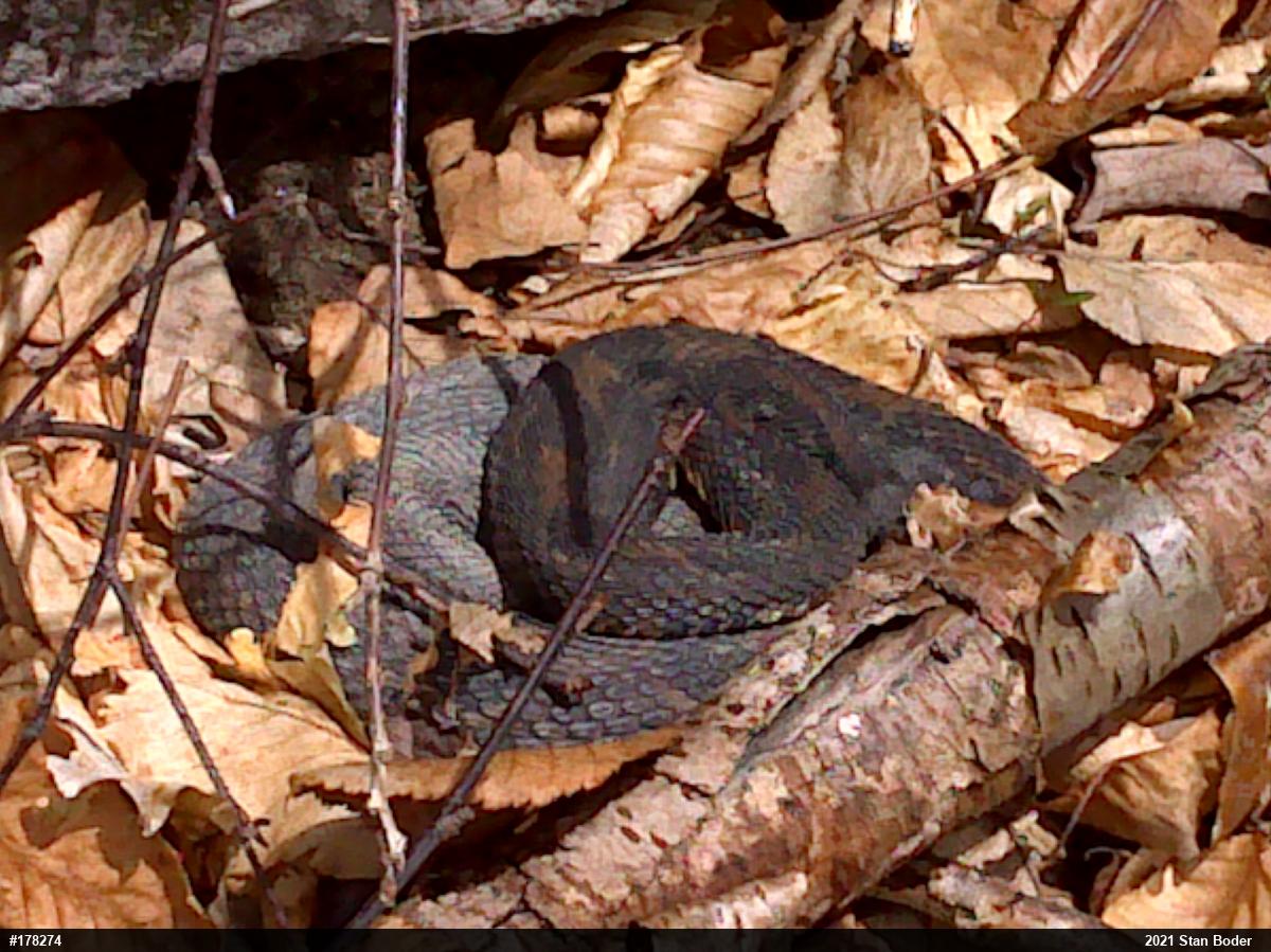 Timber Rattlesnake
