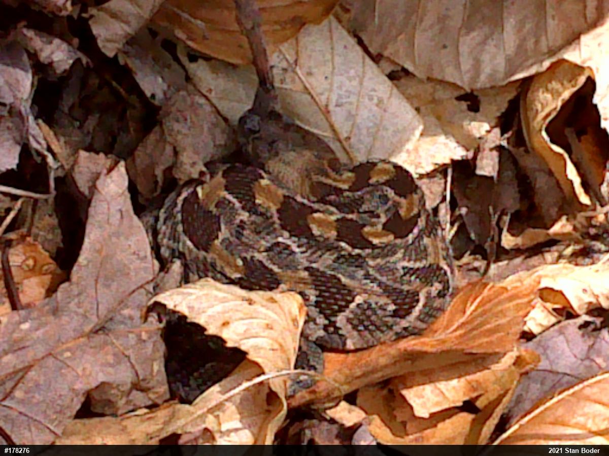 Timber Rattlesnake
