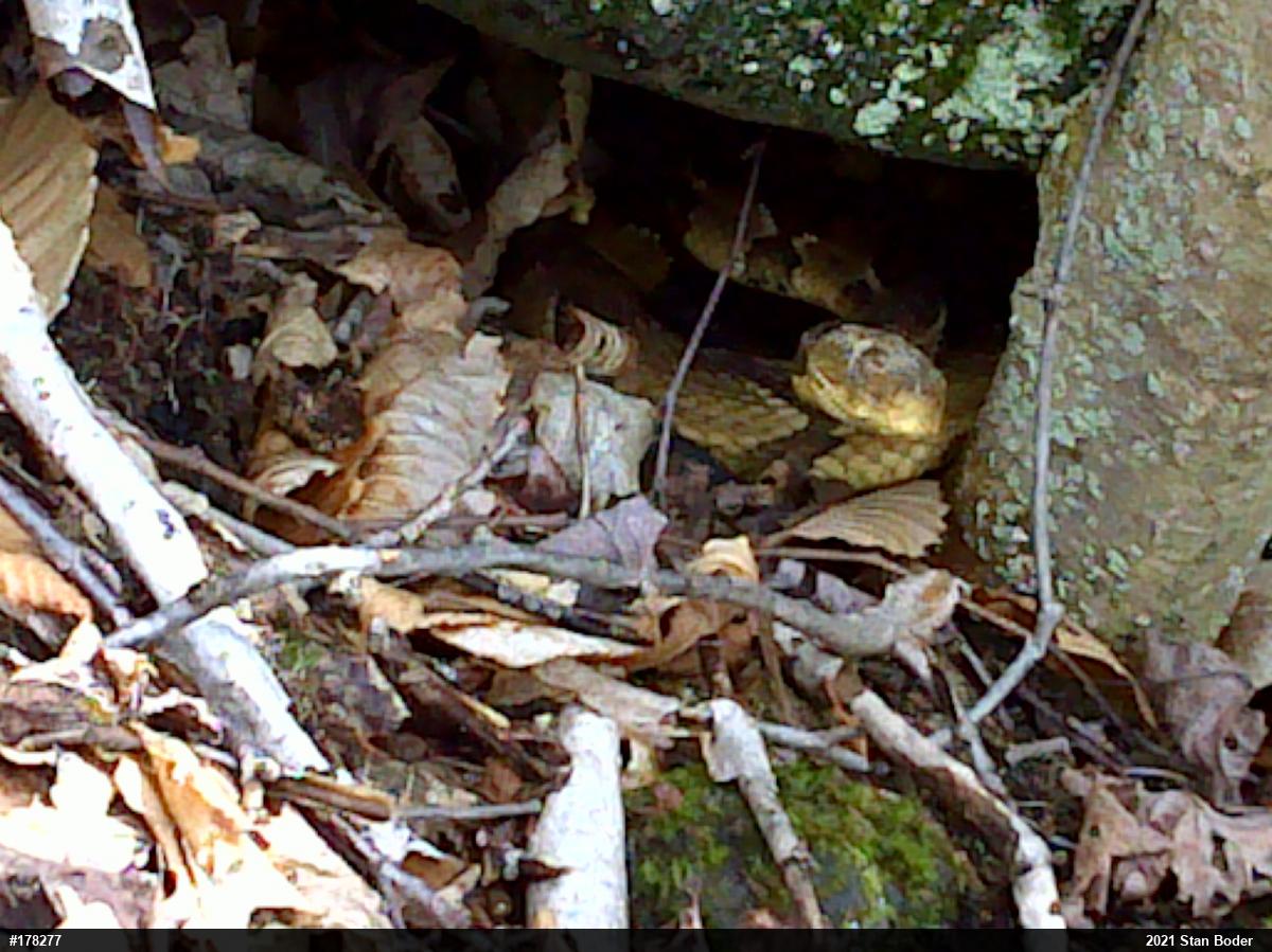 Timber Rattlesnake
