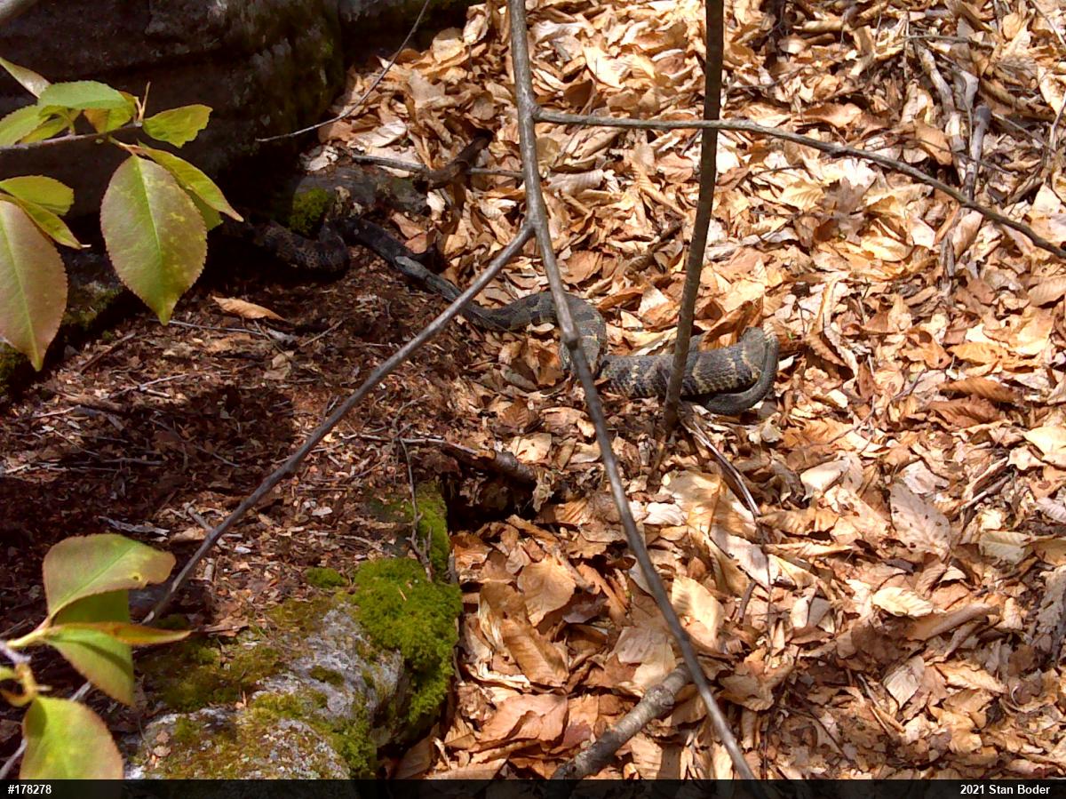 Timber Rattlesnake
