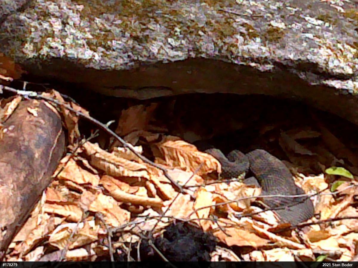 Timber Rattlesnake