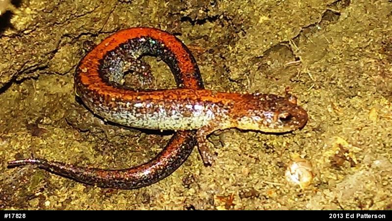 Eastern Red-backed  Salamander