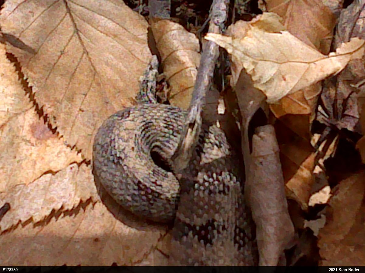 Timber Rattlesnake