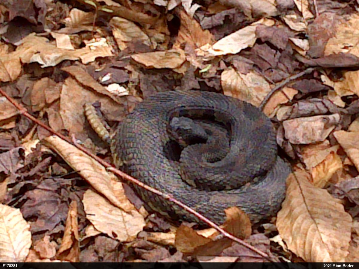 Timber Rattlesnake
