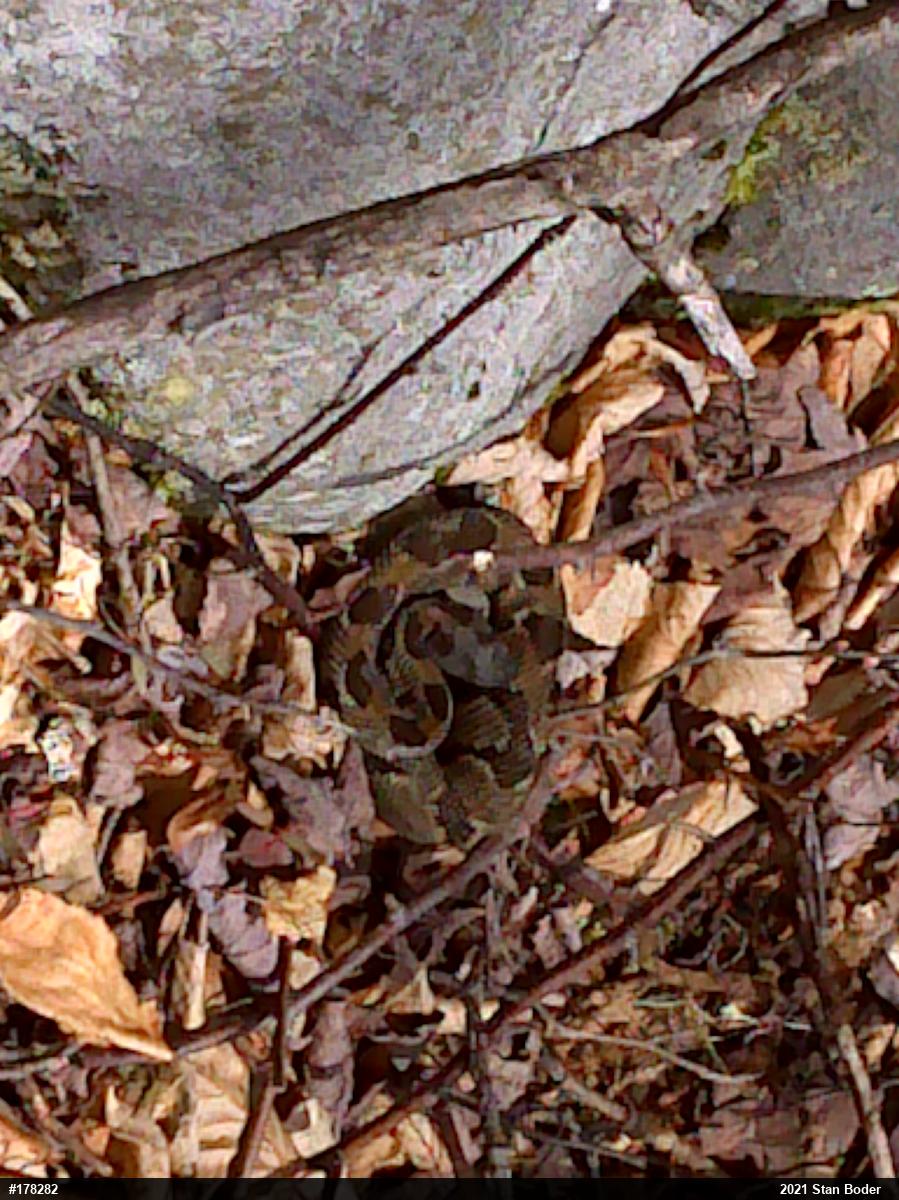 Timber Rattlesnake