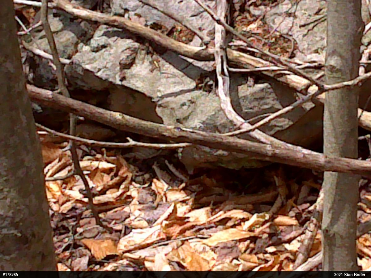 Timber Rattlesnake