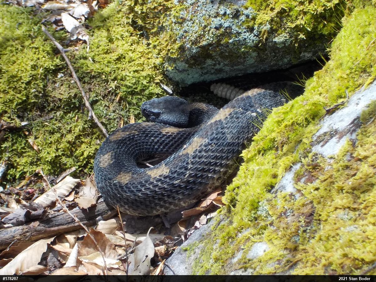Timber Rattlesnake