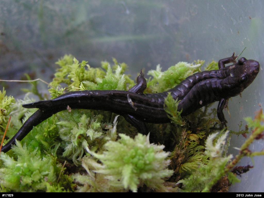 Allegheny Mountain Dusky Salamander