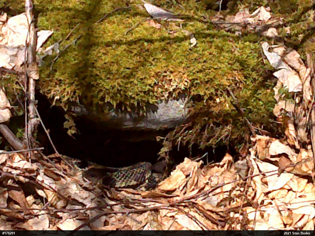 Timber Rattlesnake