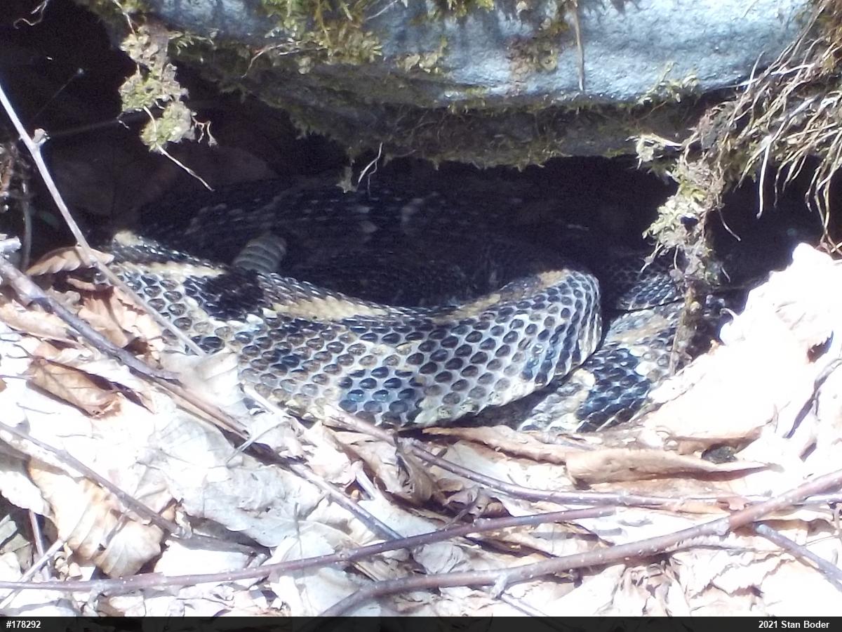 Timber Rattlesnake