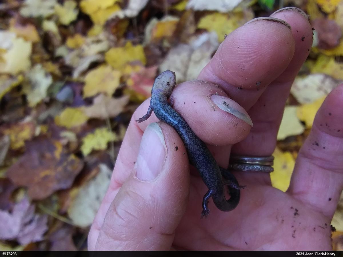 Eastern Red-backed  Salamander