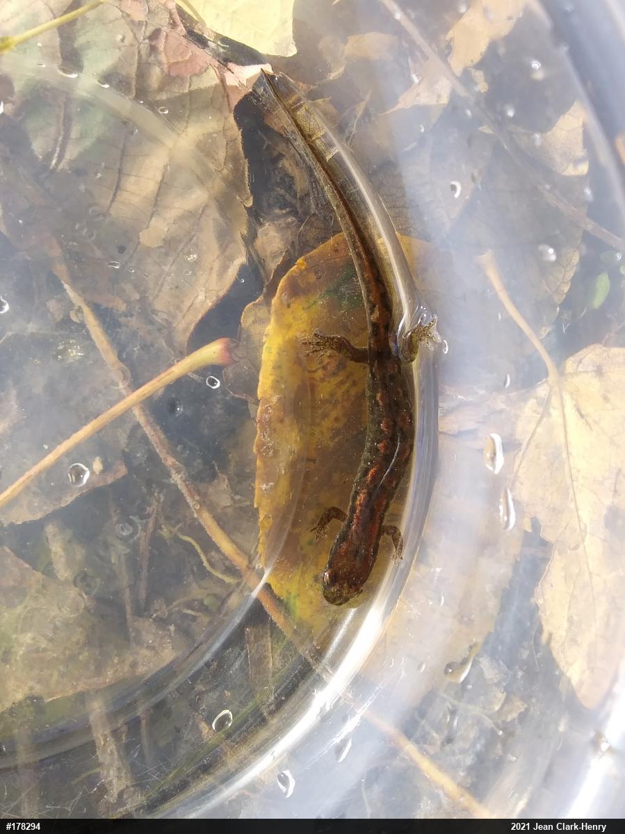 Northern Dusky Salamander