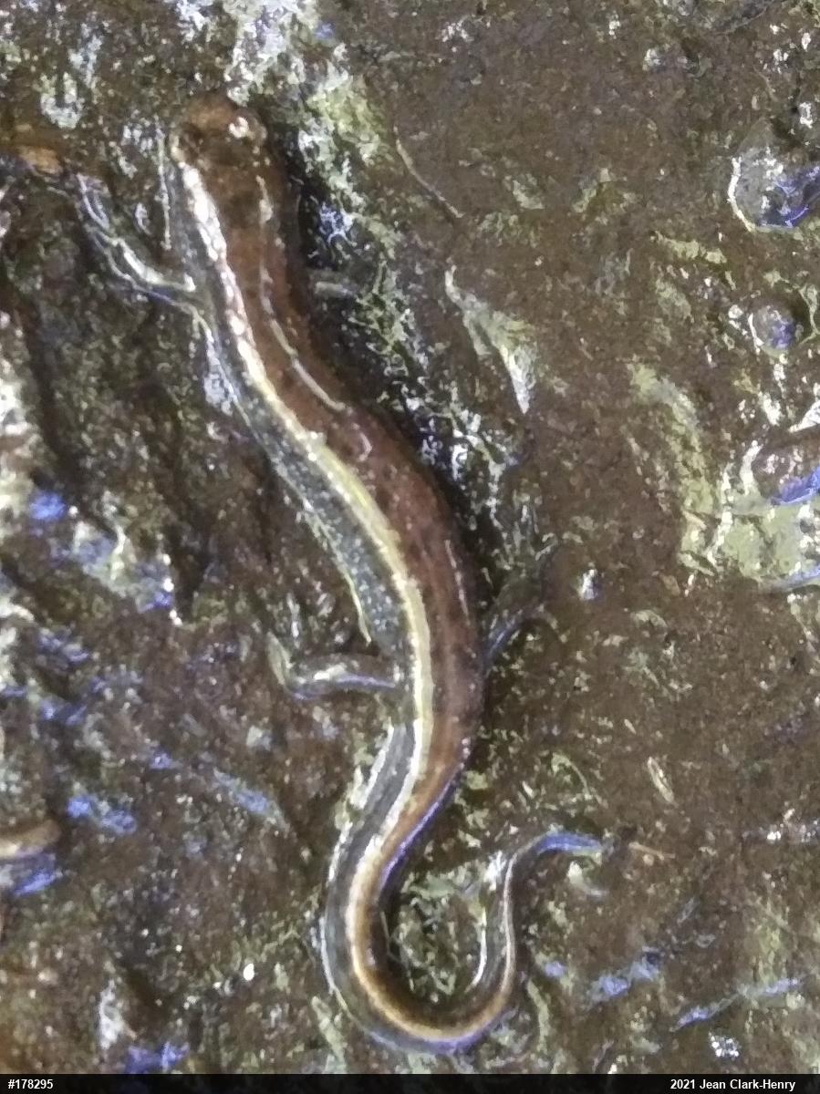 Allegheny Mountain Dusky Salamander