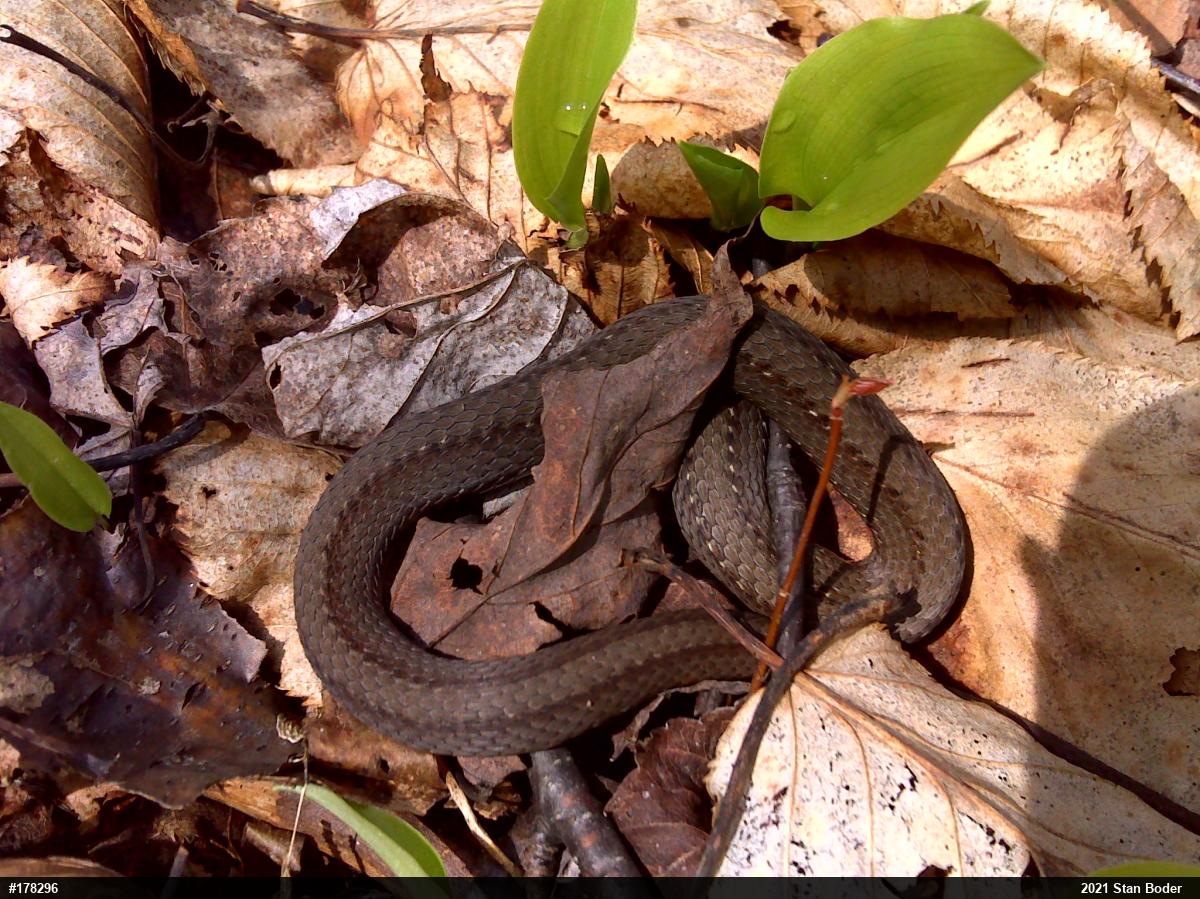 Red-bellied Snake