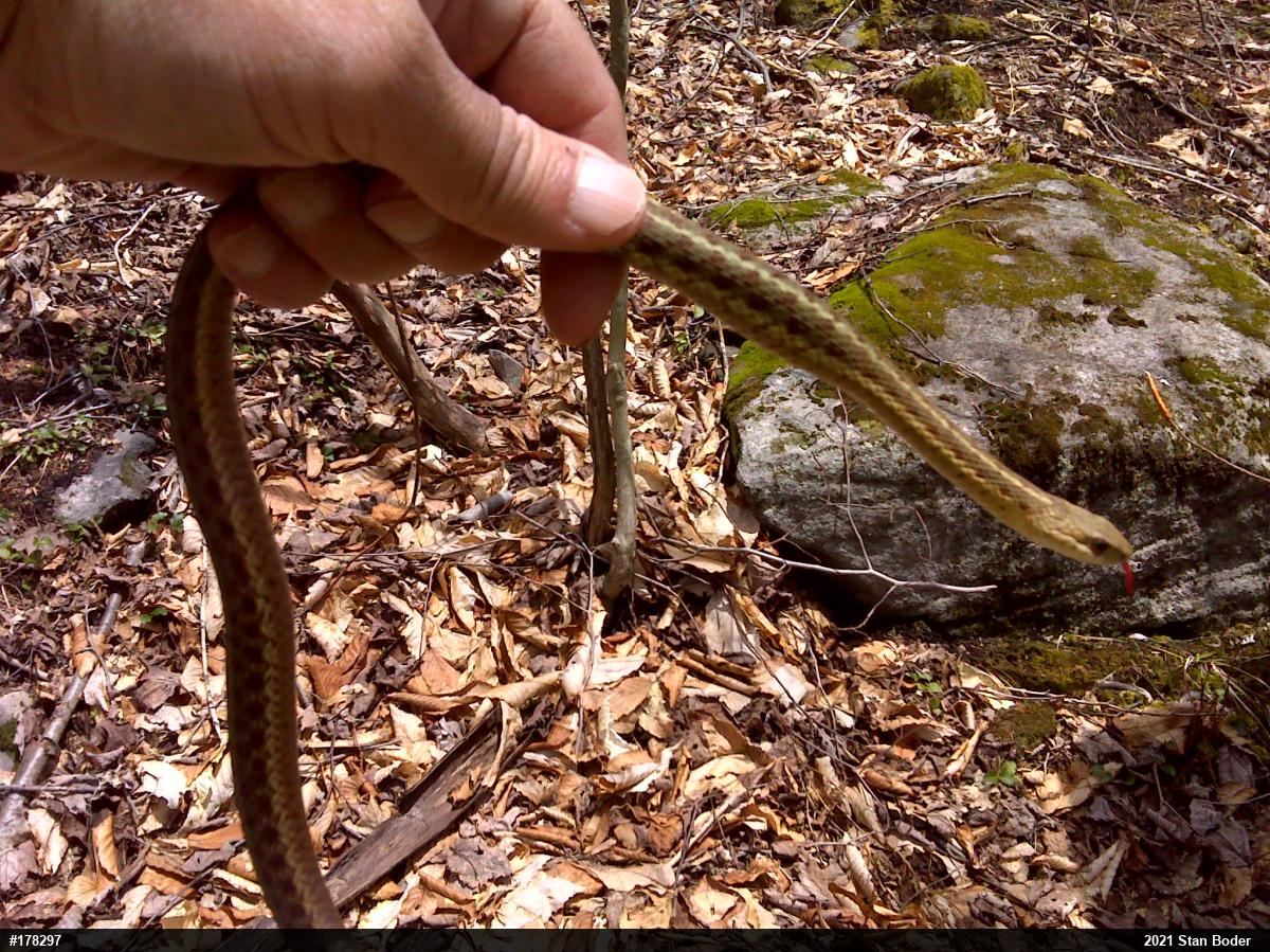 Eastern Gartersnake