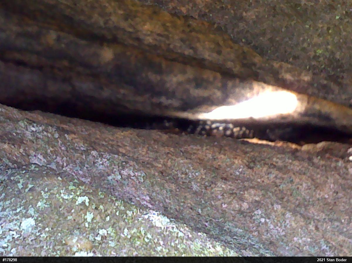 Northern Slimy Salamander