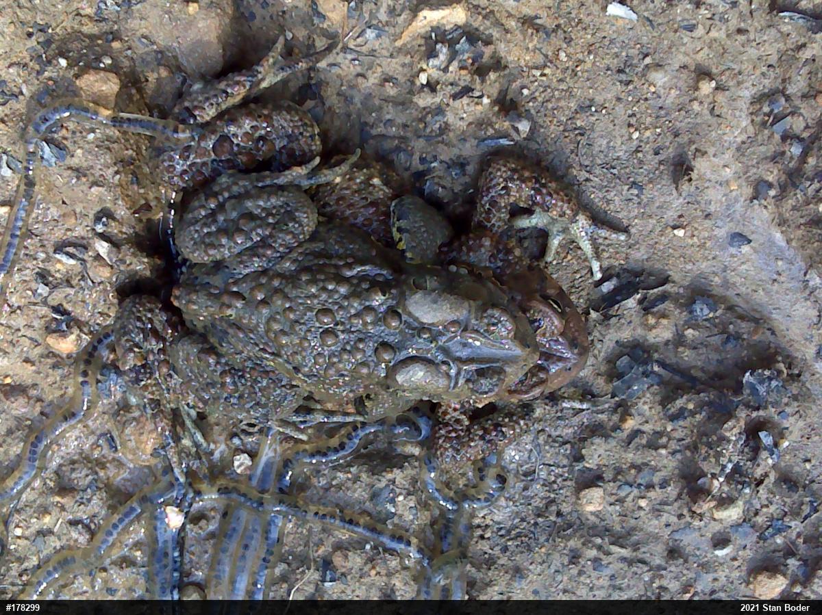 Eastern American Toad