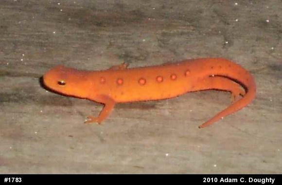 Red-spotted Newt